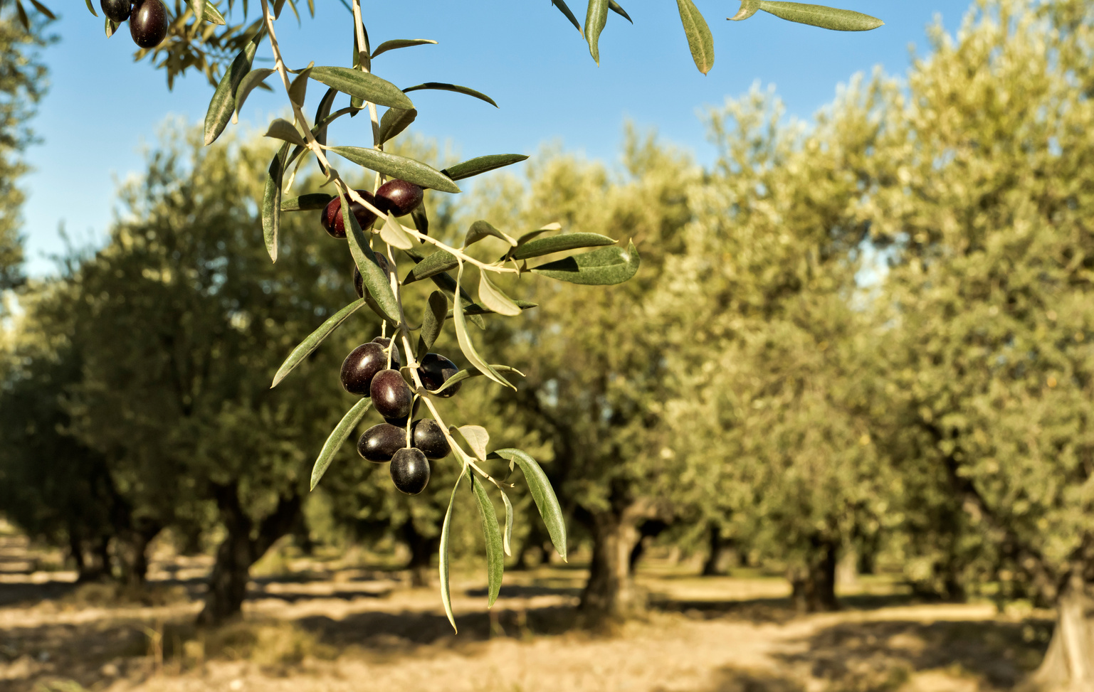 Olives and olive grove